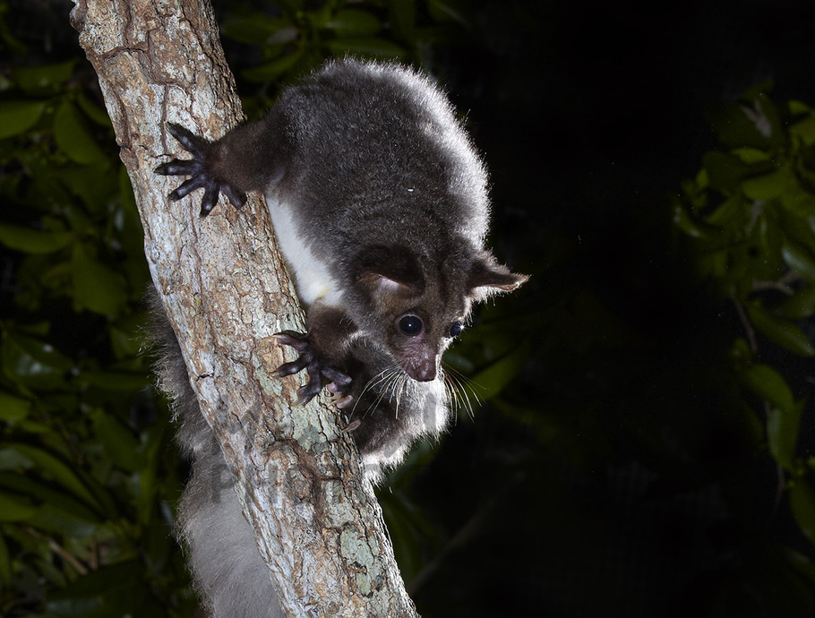 Buy Greater Glider Image Online Print & Canvas Photos Martin Willis Photographs